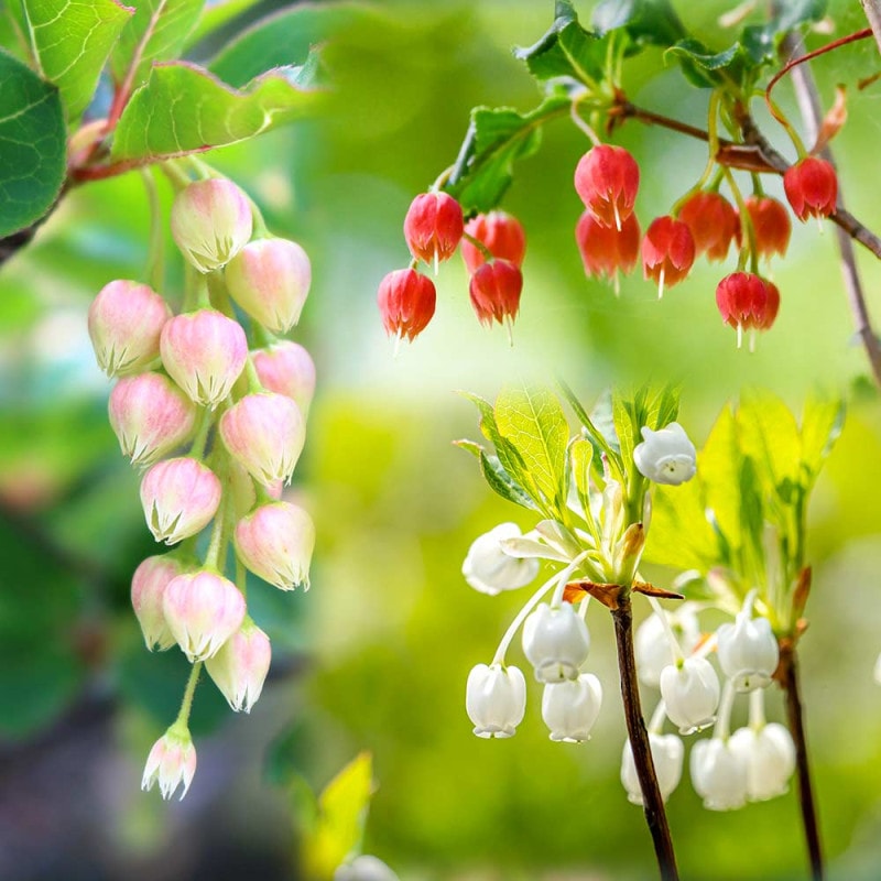 月下美人 月下美人 【多肉植物 6号鉢／1個売り】｜ 【植物の