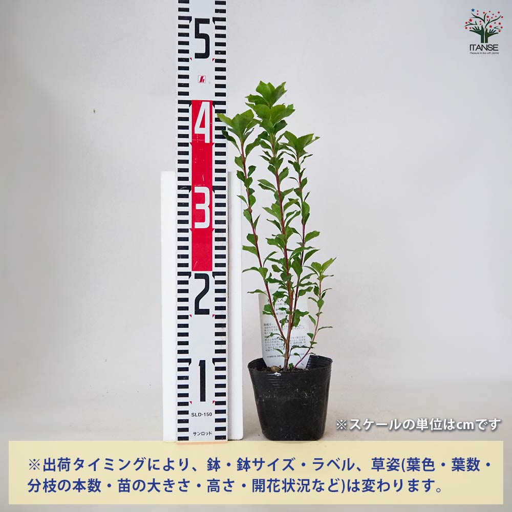 ドウダンツツジ 品種見計らい 【 花木苗 3号 】｜ 【植物の