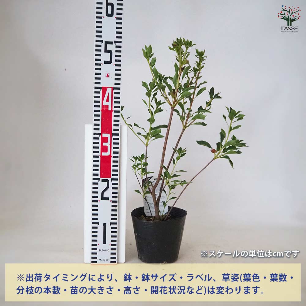 ドウダンツツジ 品種見計らい 【 花木苗 5号 】｜ 【植物の