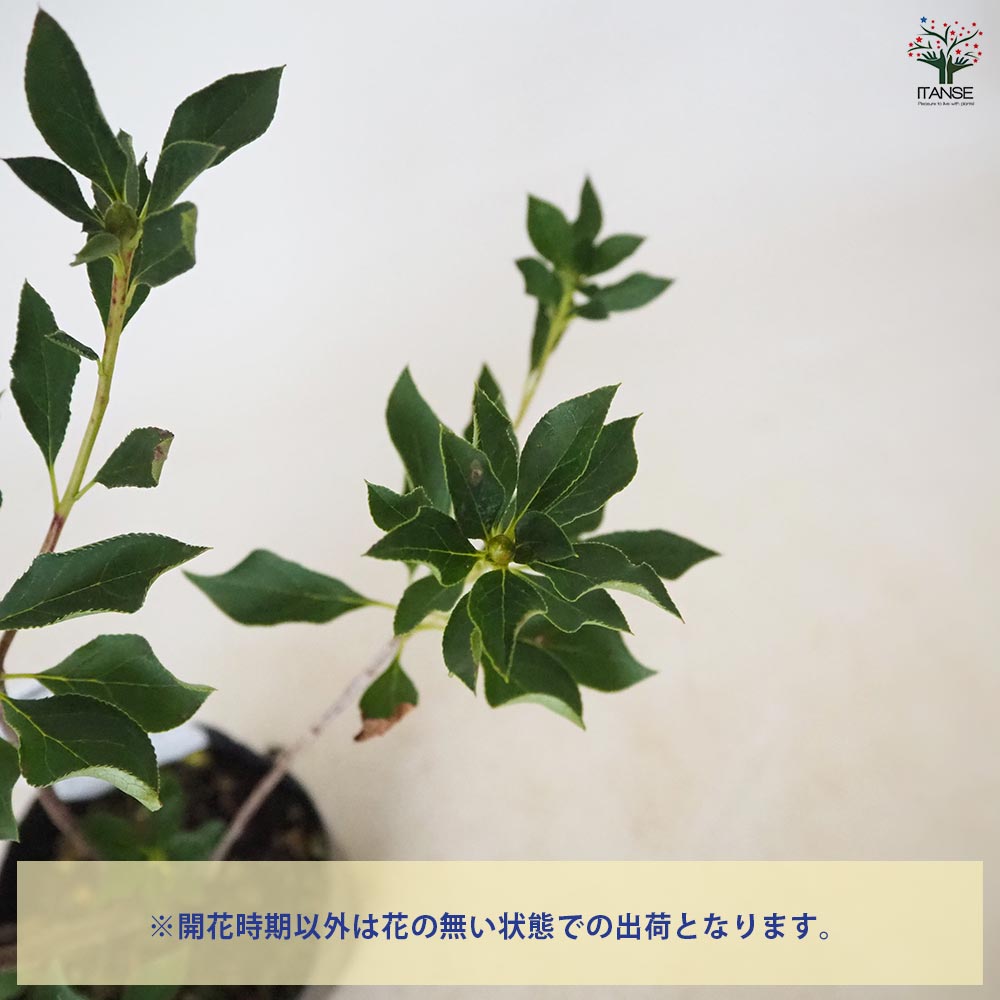 ドウダンツツジ 品種見計らい 【 花木苗 5号 】｜ 【植物の