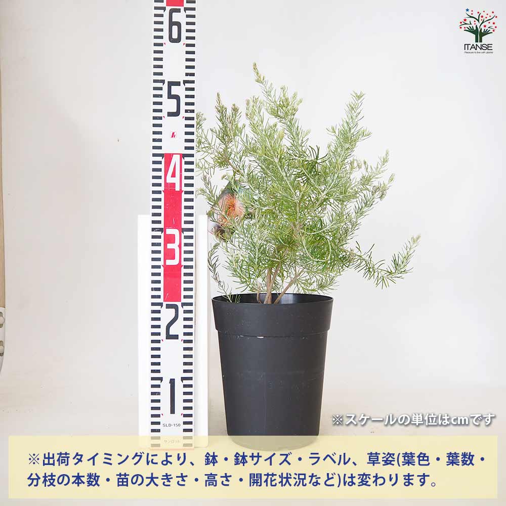 バンクシア テルマチア 【 花木苗 5～6号 ／1個売り 】｜ 【植物の