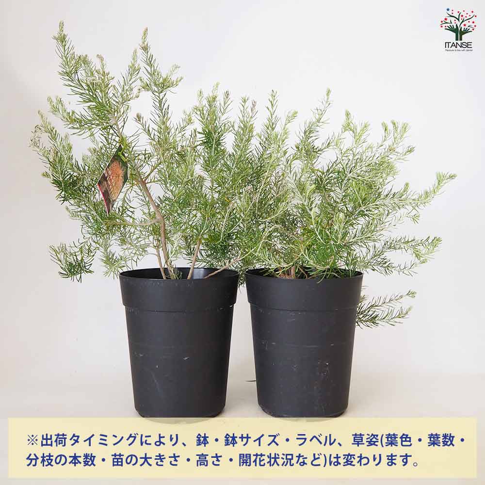 バンクシア テルマチア 【 花木苗 5～6号 ／1個売り 】｜ 【植物の