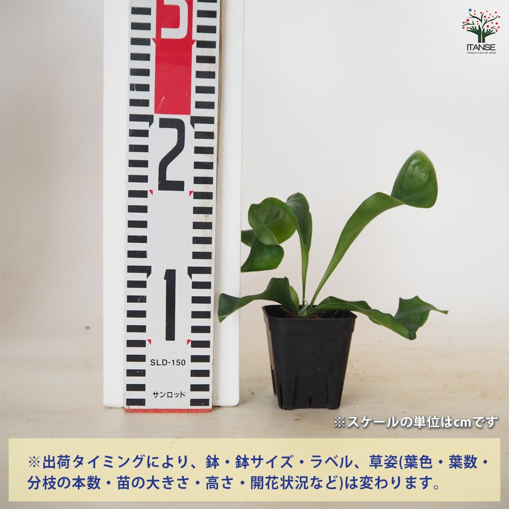 ビカクシダ(コウモリラン) ヒリー サッタヒープ(スポアリング) 【 観葉