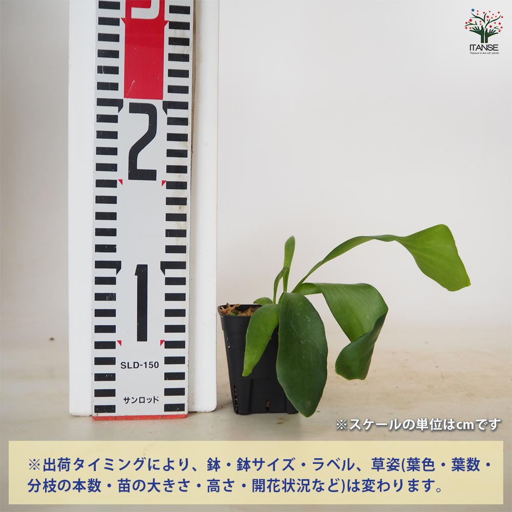 ビカクシダ(コウモリラン) ヒリー ドラパオ(スポアリング) 【 観葉植物
