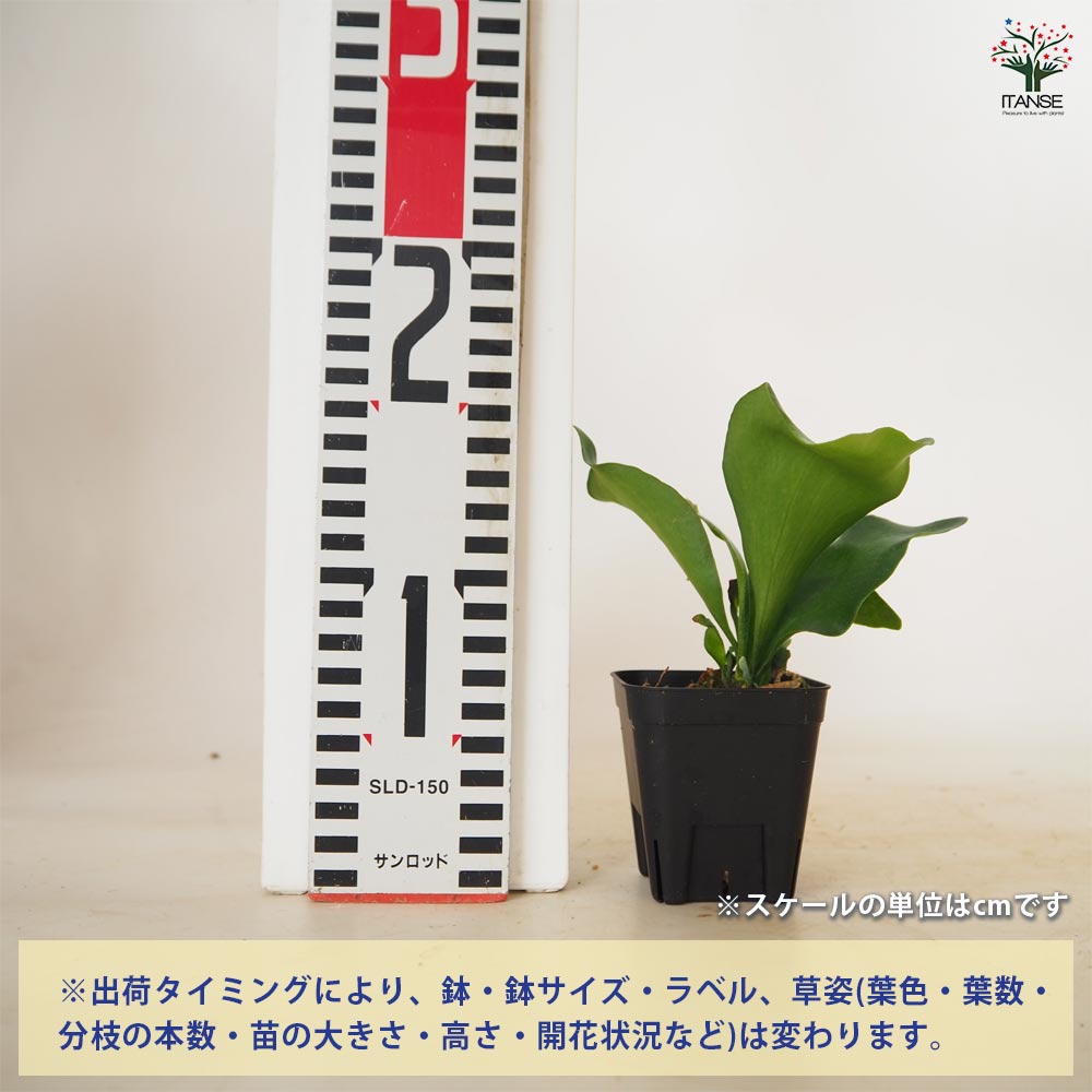 ビカクシダ(コウモリラン) ヒリー ドラゴン(スポアリング) 【 観葉植物