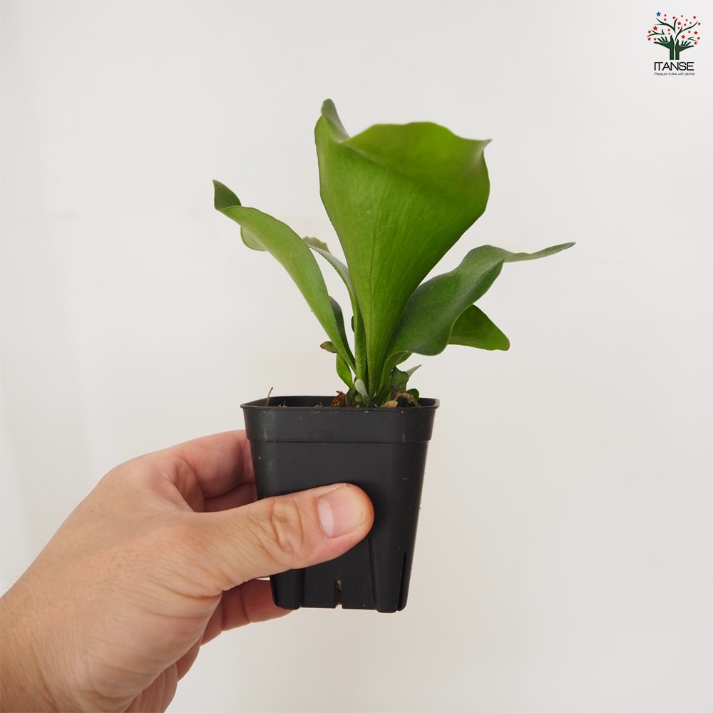 ビカクシダ(コウモリラン) ヒリー ドラゴン(スポアリング) 【 観葉植物