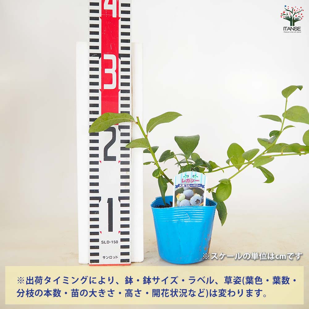 ブルーベリー レガシー 【 果樹の苗 3～3.5号 】｜ 【植物の