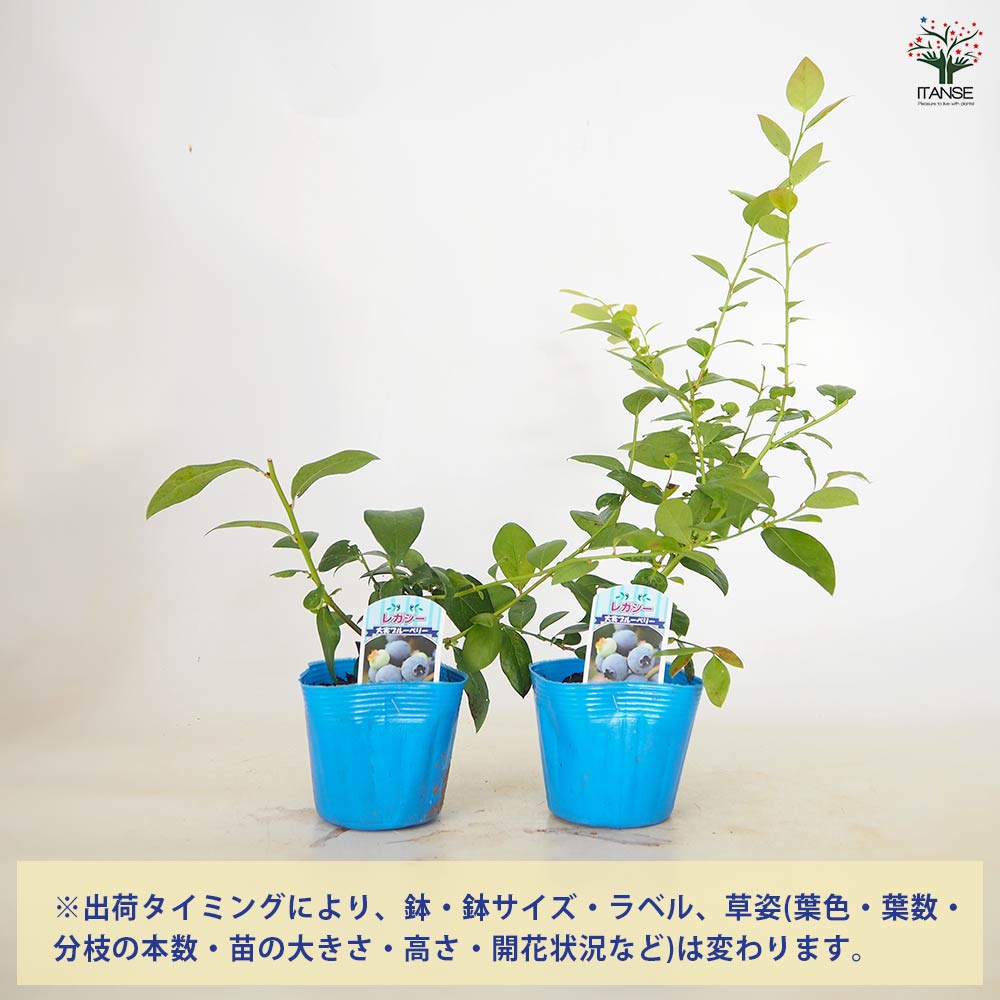 ブルーベリー レガシー 【 果樹の苗 3～3.5号 】｜ 【植物の