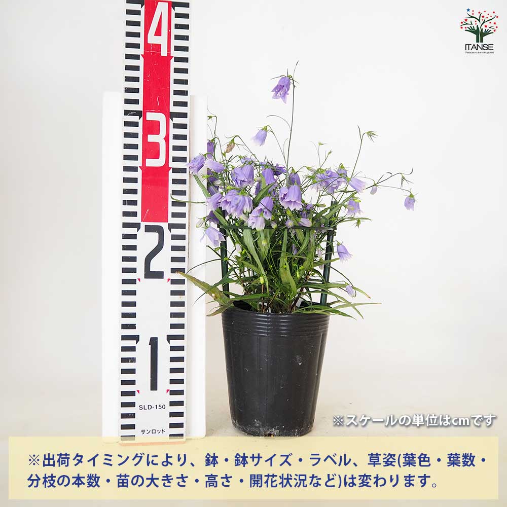 岩沙参 八重咲き 【 花苗 3.5号 】｜ 【植物のITANSE】全品送料