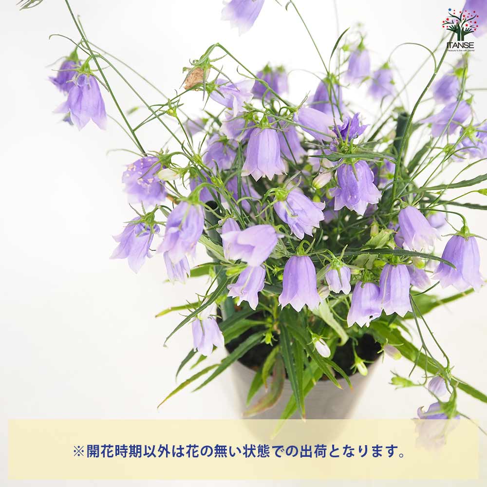岩沙参 八重咲き 【 花苗 3.5号 】｜ 【植物のITANSE】全品送料