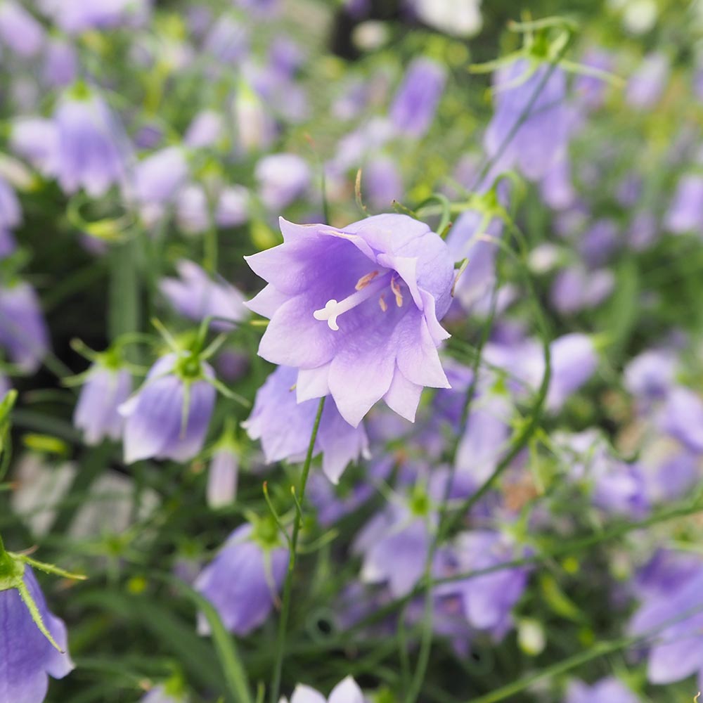 岩沙参 八重咲き 【 花苗 3.5号 】｜ 【植物のITANSE】全品送料