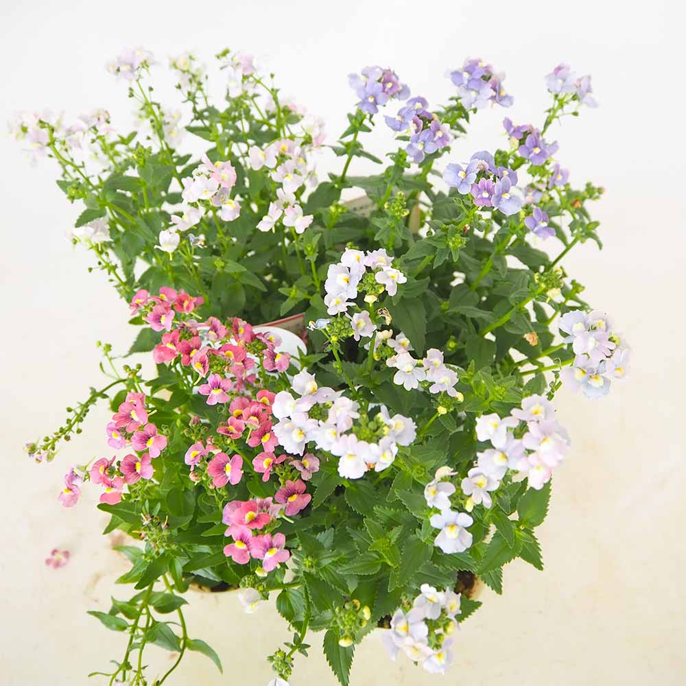 宿根ネメシア メロディ 花色見計らい 【 花苗 3.5号 】｜ 【植物の