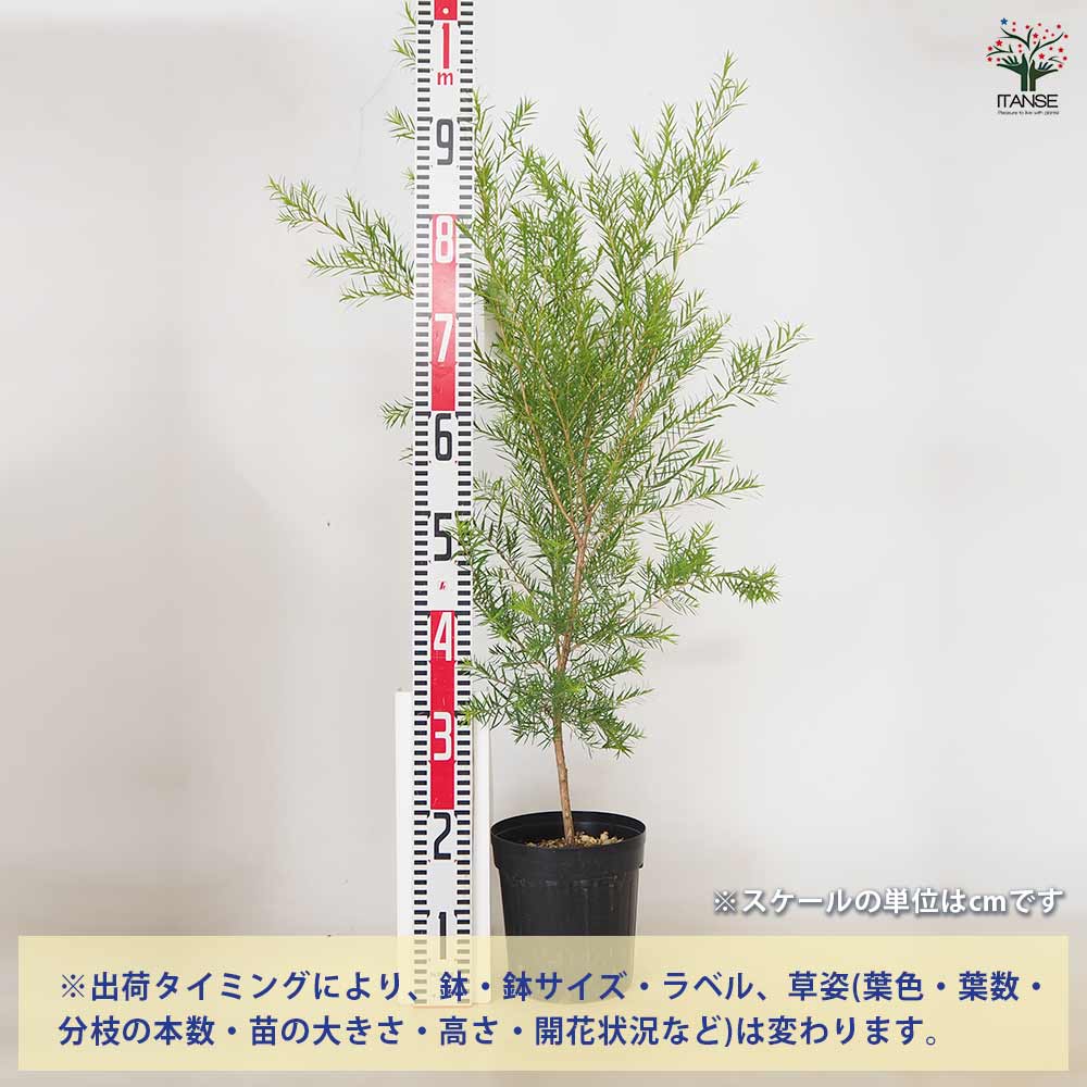 メラレウカ スノーインサマー 【 花木苗 6号 ／1個売り 】｜ 【植物の