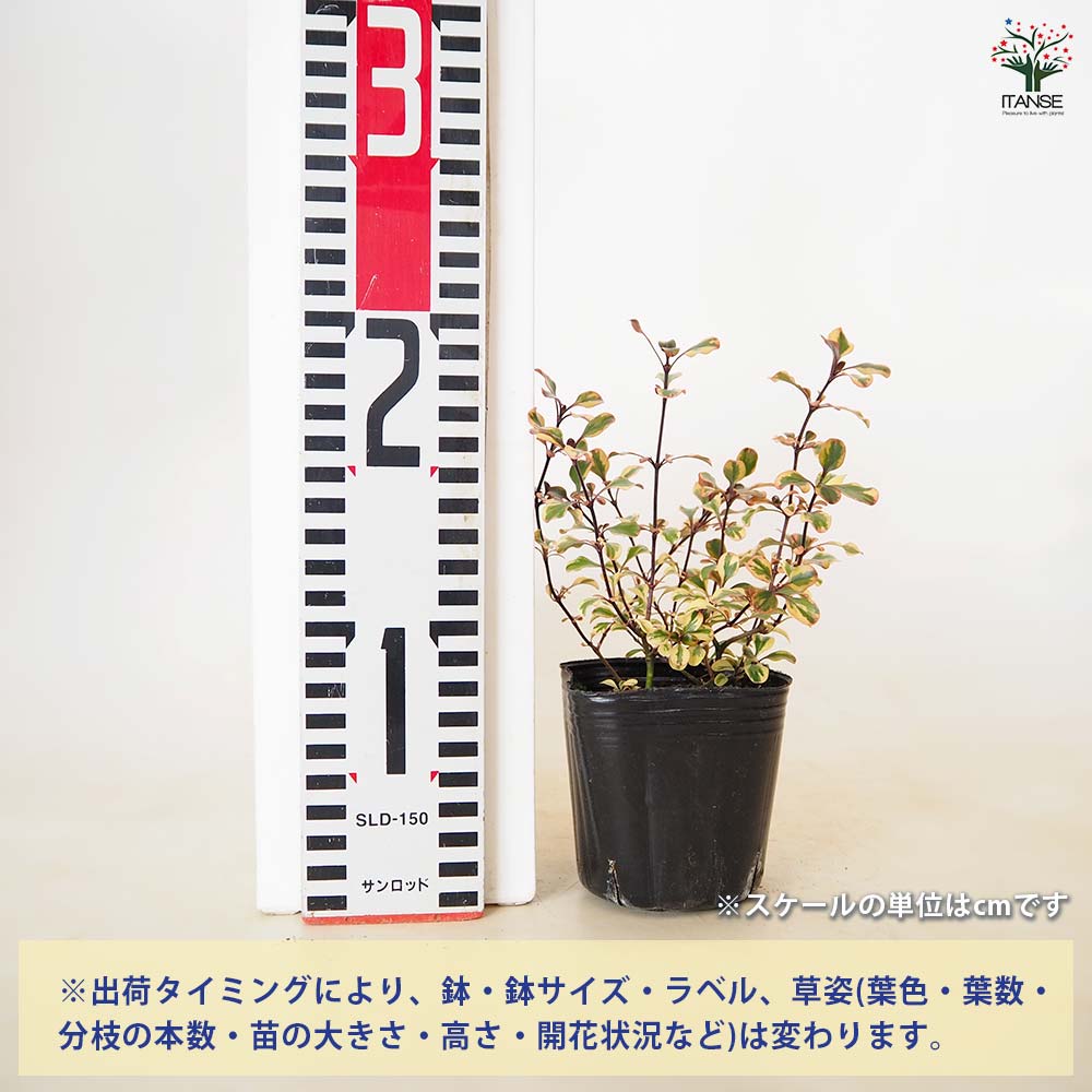 コプロスマ コロロ 【 花苗 3号 】｜ 【植物のITANSE】全品送料
