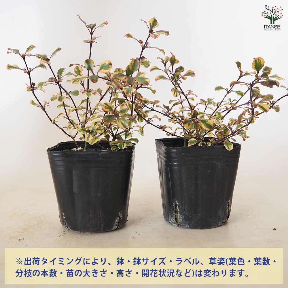 コプロスマ コロロ 【 花苗 3号 】｜ 【植物のITANSE】全品送料