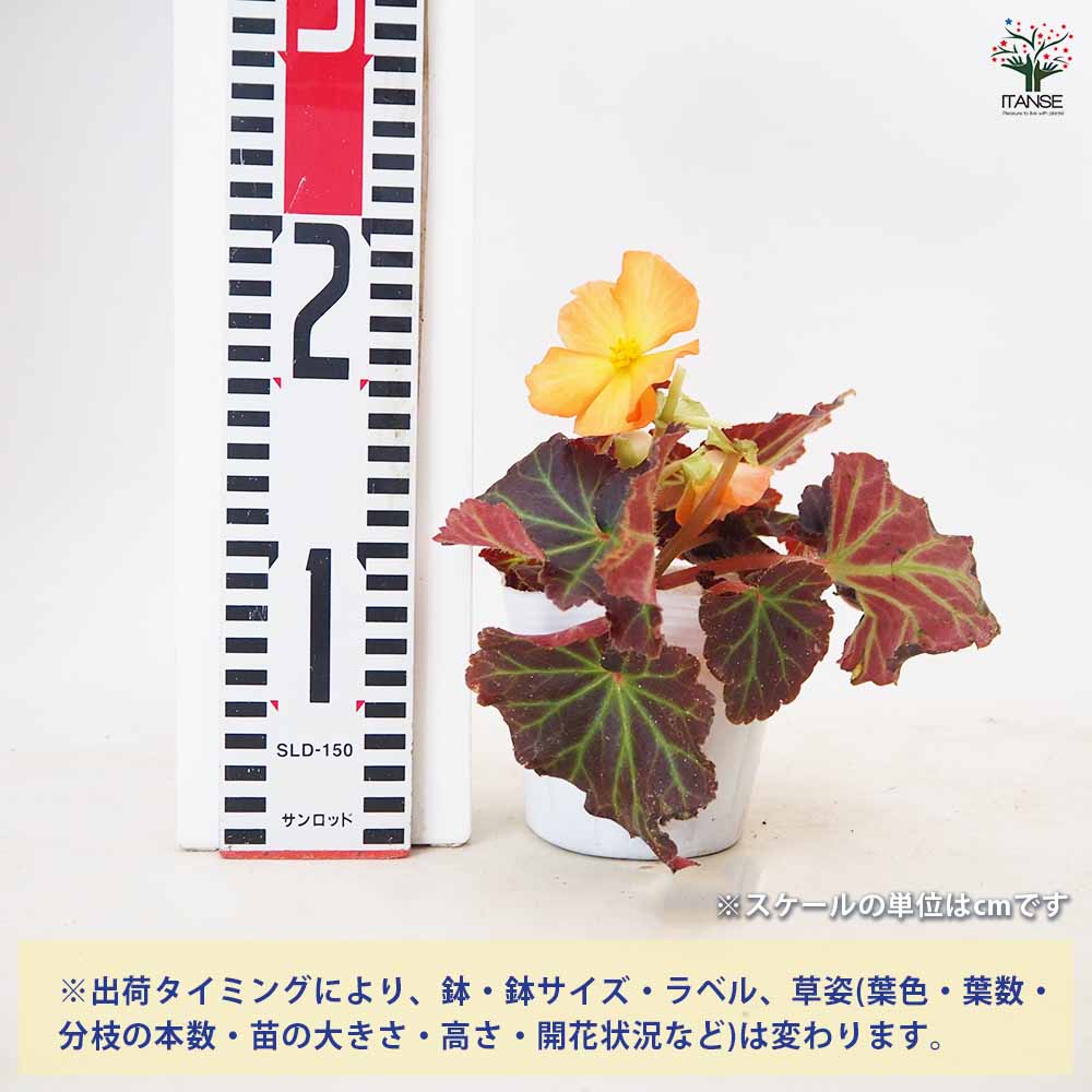 ベゴニア 球根ベゴニア・ノンストップモカ色見計らい 【 花苗 3.5号