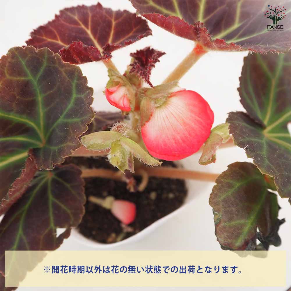 ベゴニア 球根ベゴニア・ノンストップモカ色見計らい 【 花苗 3.5号