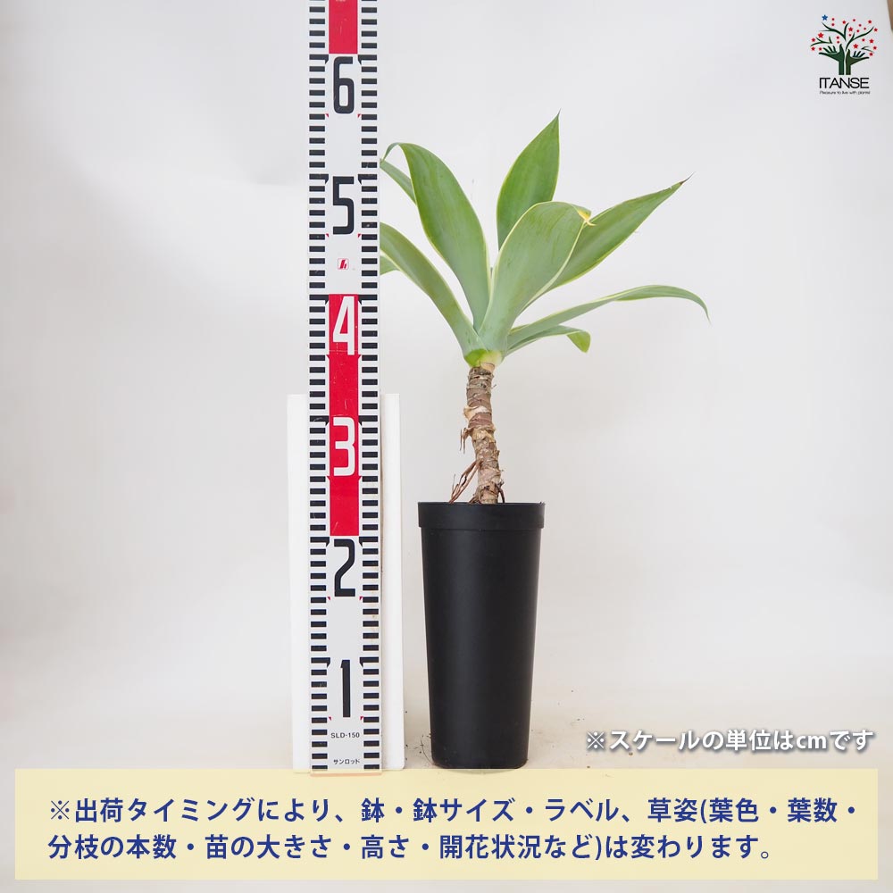 アガベ アテナータ・斑入り 【 多肉植物 3.5号 ／1個売り 】｜ 【植物