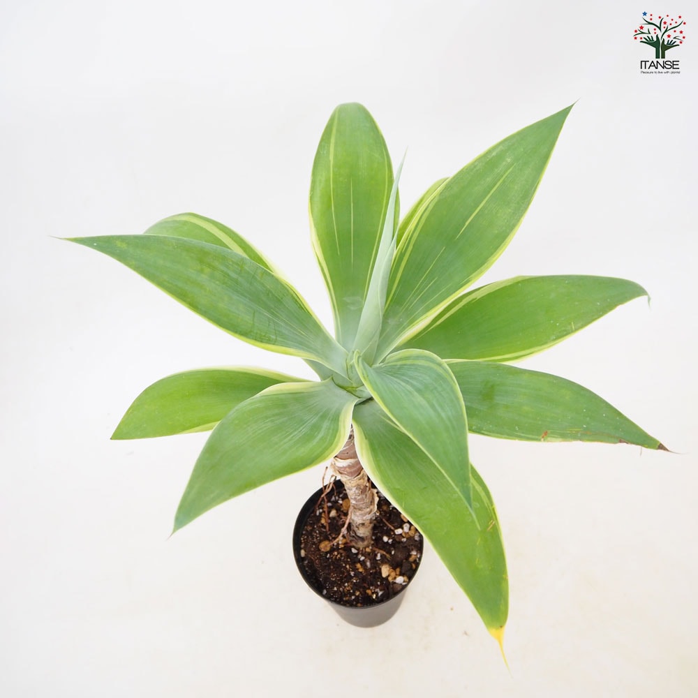 アガベ アテナータ・斑入り 【 多肉植物 3.5号 ／1個売り 】｜ 【植物