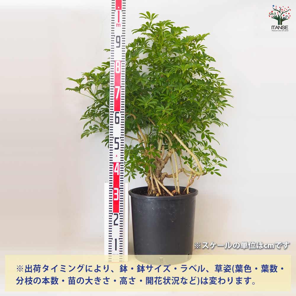シェフレラ コンパクタ 【 観葉植物 10号 ／1個売り 】｜ 【植物の