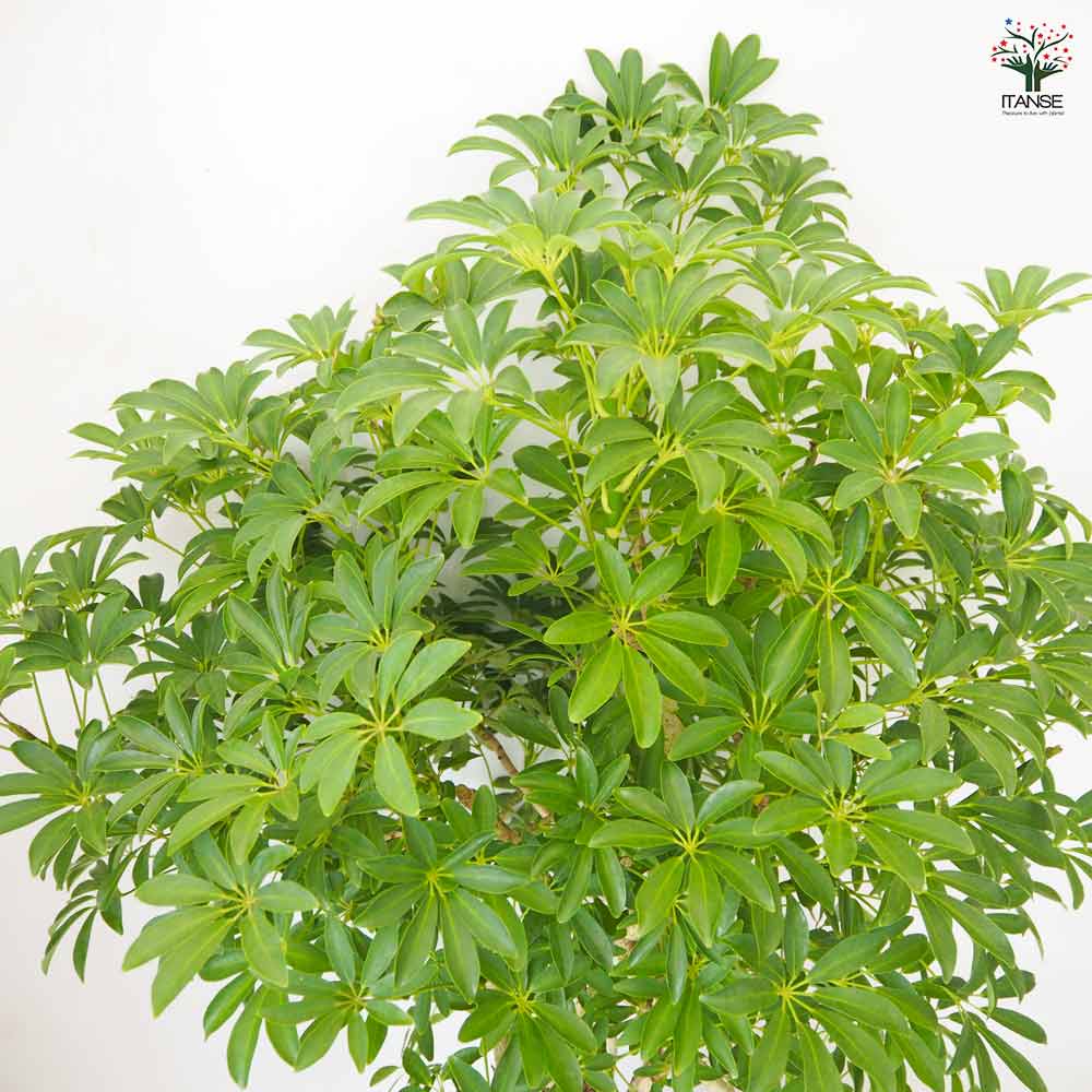 シェフレラ コンパクタ 【 観葉植物 10号 ／1個売り 】｜ 【植物の