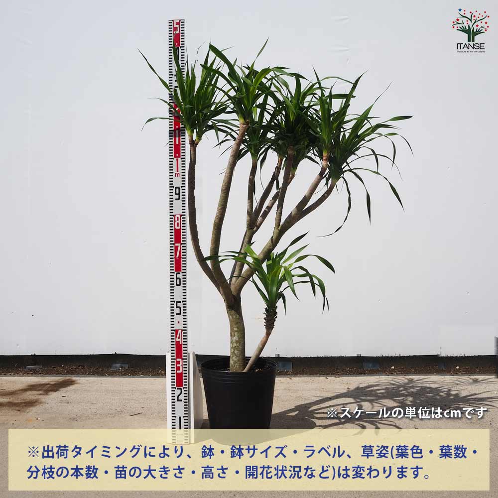 ドラセナ パラオ 【 観葉植物 9号 ／1個売り 】｜ 【植物の