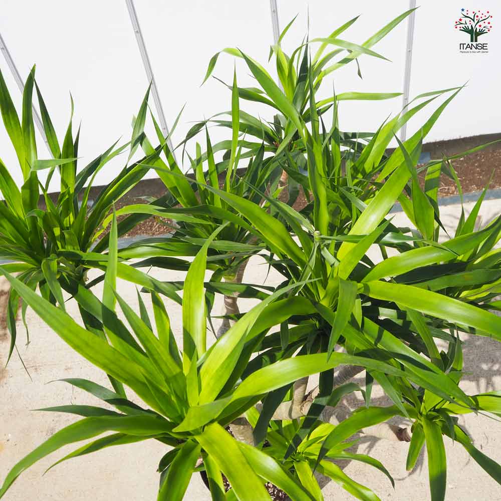 ドラセナ パラオ 【 観葉植物 9号 ／1個売り 】｜ 【植物の