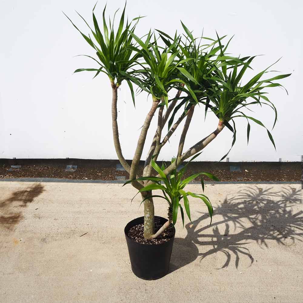 ドラセナ パラオ 【 観葉植物 9号 ／1個売り 】｜ 【植物の