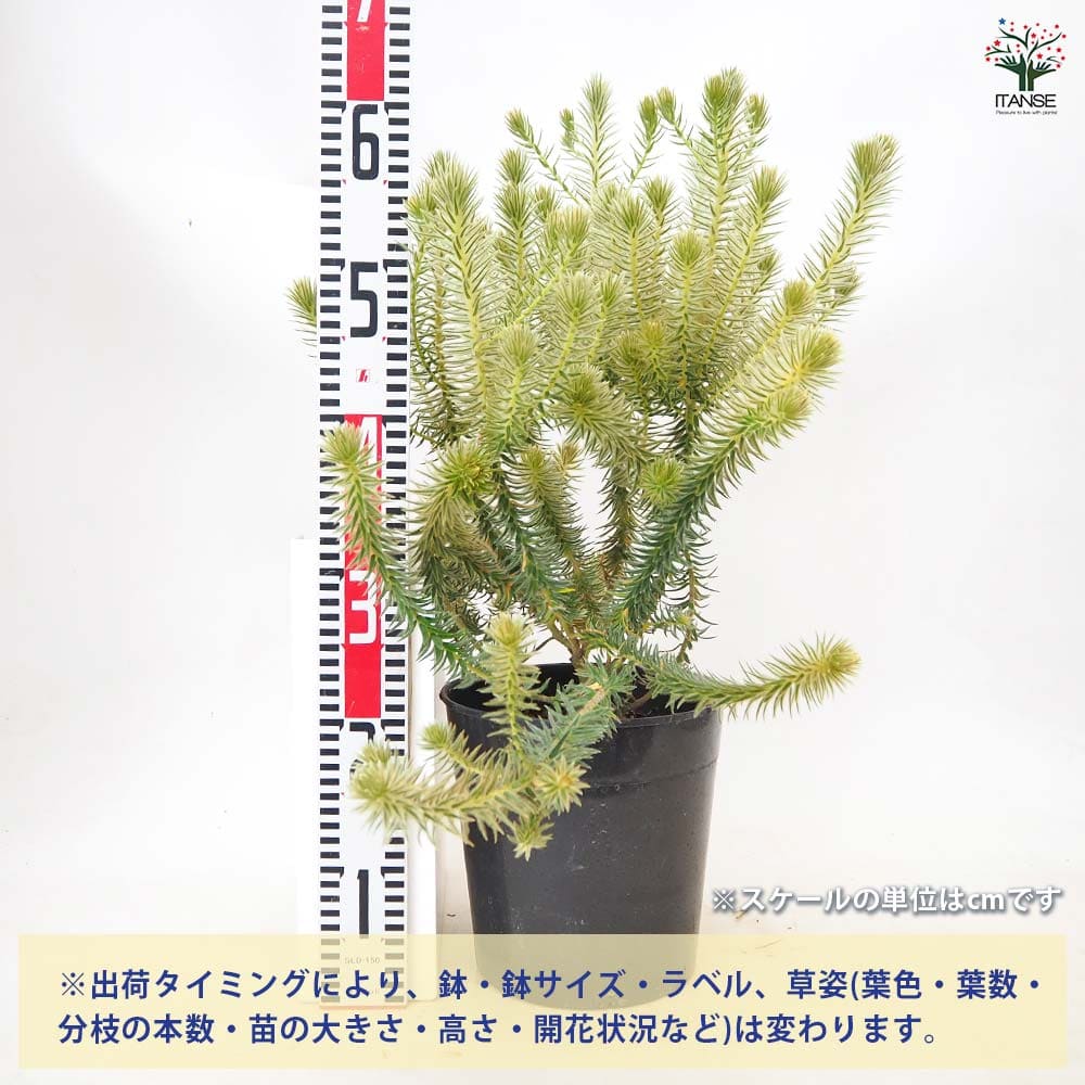 フィリカ プベッセンス ワフトフェザー 【 花木苗 7号 ／1個売り