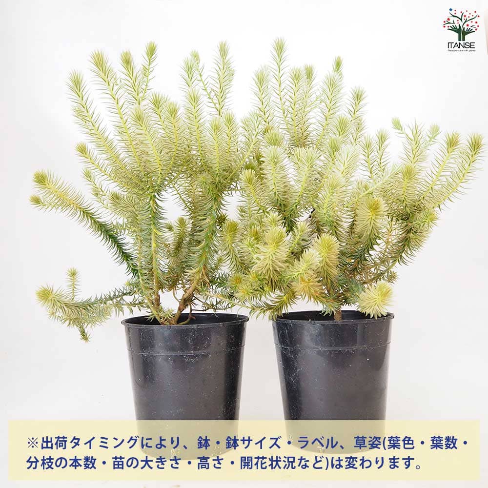 フィリカ プベッセンス ワフトフェザー 【 花木苗 7号 ／1個売り