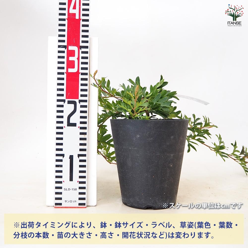 グレビレア ガウディチャウディ 【 花木苗 5号 ／1個売り 】｜ 【植物