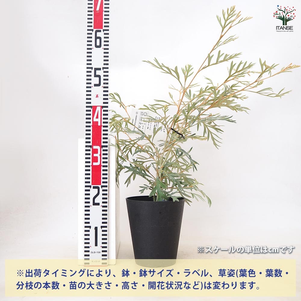 グレビレア ドーンパープル 【 花木苗 5号 ／1個売り 】｜ 【植物の