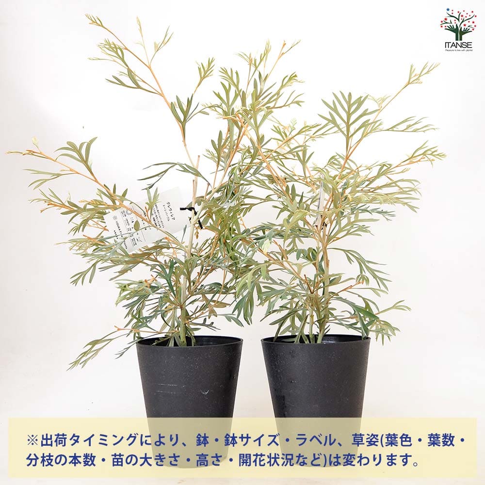 グレビレア ドーンパープル 【 花木苗 5号 ／1個売り 】｜ 【植物の