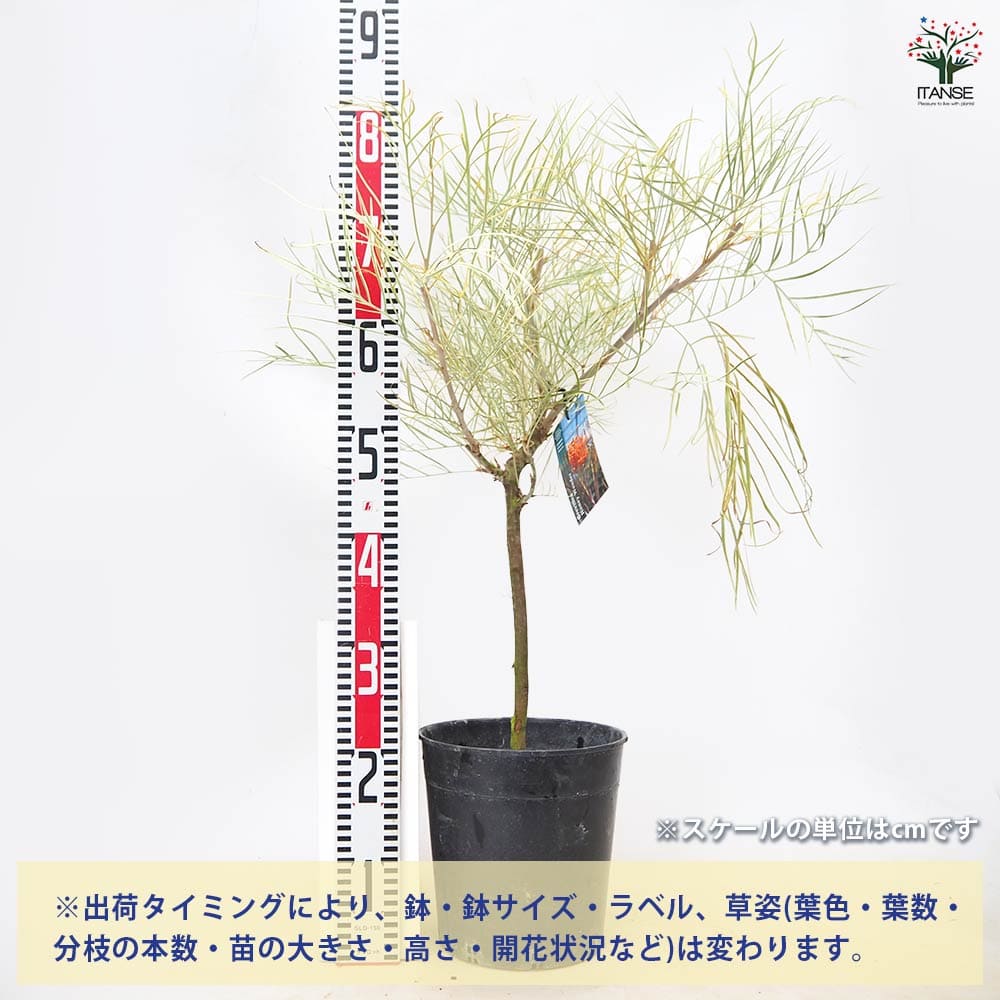 グレビレア ハニーワンダー 【 花木苗 7号 ／1個売り 】｜ 【植物の