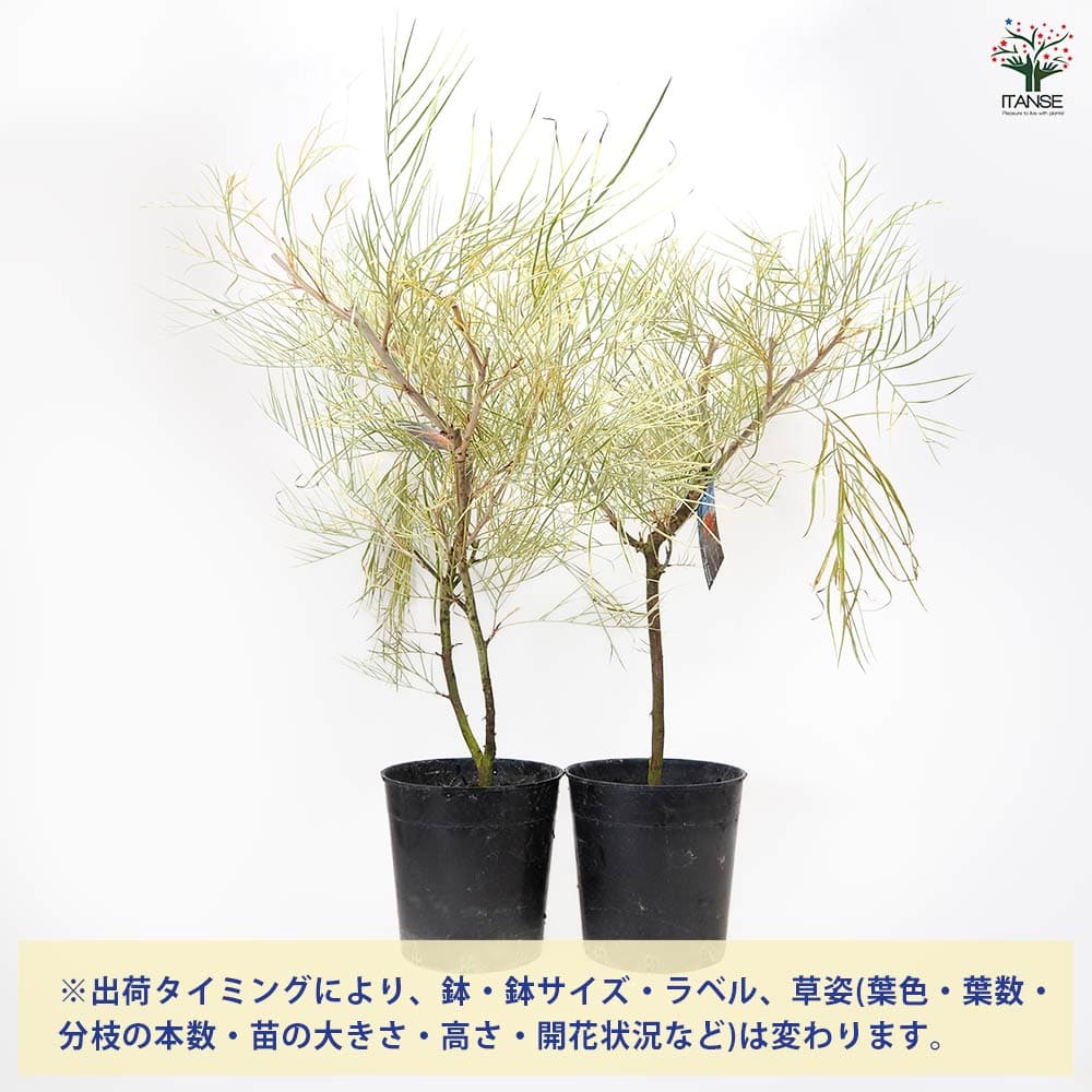 グレビレア ハニーワンダー 【 花木苗 7号 ／1個売り 】｜ 【植物の