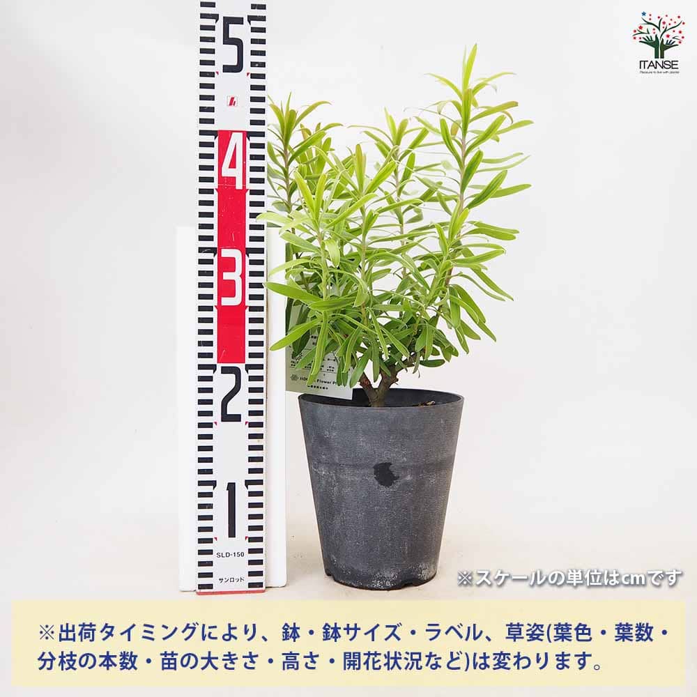 リューカデンドロン ストローク・斑入り 【 花木苗 5号 ／1個売り