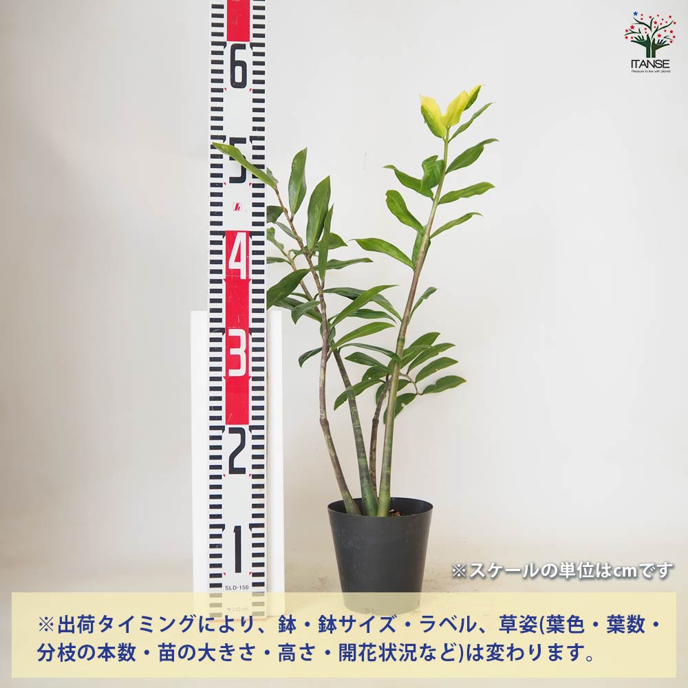 ザミオクルカス ザミーフォリア・斑入り 【 観葉植物 4号 ／1個売り