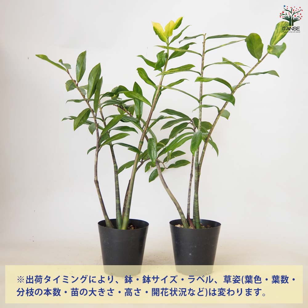 ザミオクルカス ザミーフォリア・斑入り 【 観葉植物 4号 ／1個売り