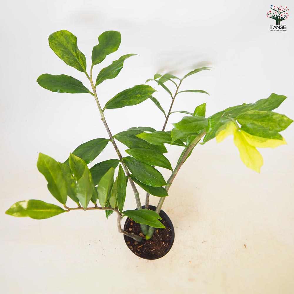 ザミオクルカス ザミーフォリア・斑入り 【 観葉植物 4号 ／1個売り