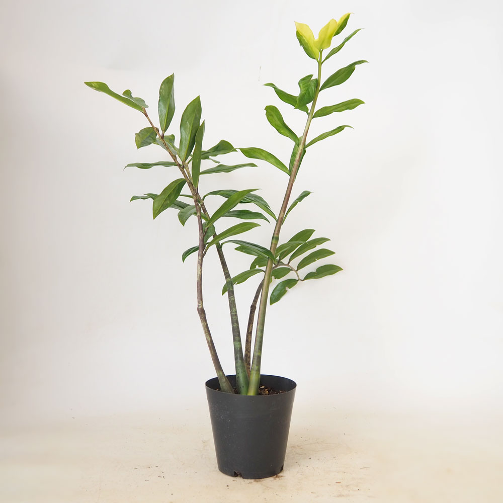 ザミオクルカス ザミーフォリア・斑入り 【 観葉植物 4号 ／1個売り