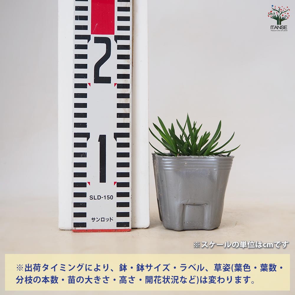 ナデシコ 万華鏡 【 花苗 3号 】｜ 【植物のITANSE】全品送料