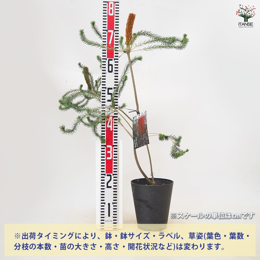 バンクシア リトルエリック 【 花木苗 5号 ／1個売り 】｜ 【植物の