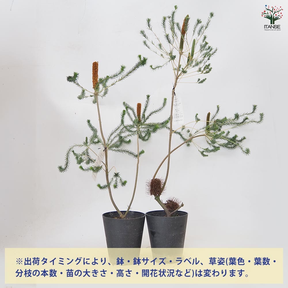 バンクシア リトルエリック 【 花木苗 5号 ／1個売り 】｜ 【植物の