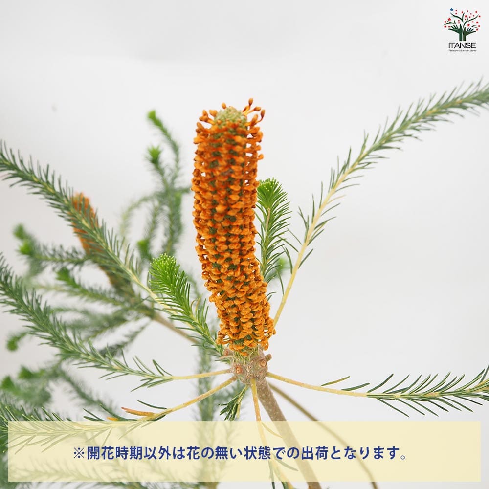 バンクシア リトルエリック 【 花木苗 5号 ／1個売り 】｜ 【植物の