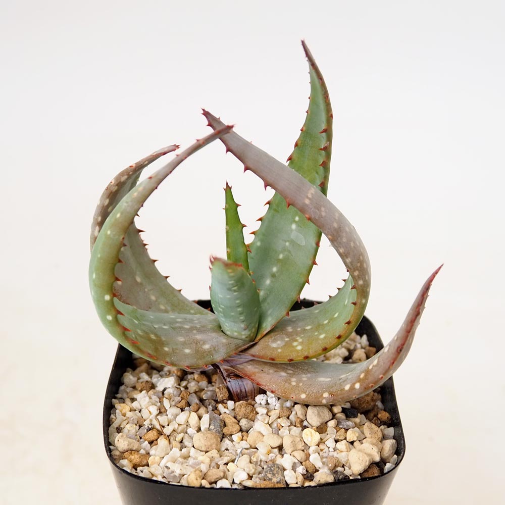 多肉植物｜【植物のITANSE】全品送料無料・即出荷!