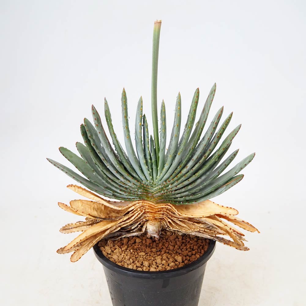 多肉植物｜【植物のITANSE】全品送料無料・即出荷!