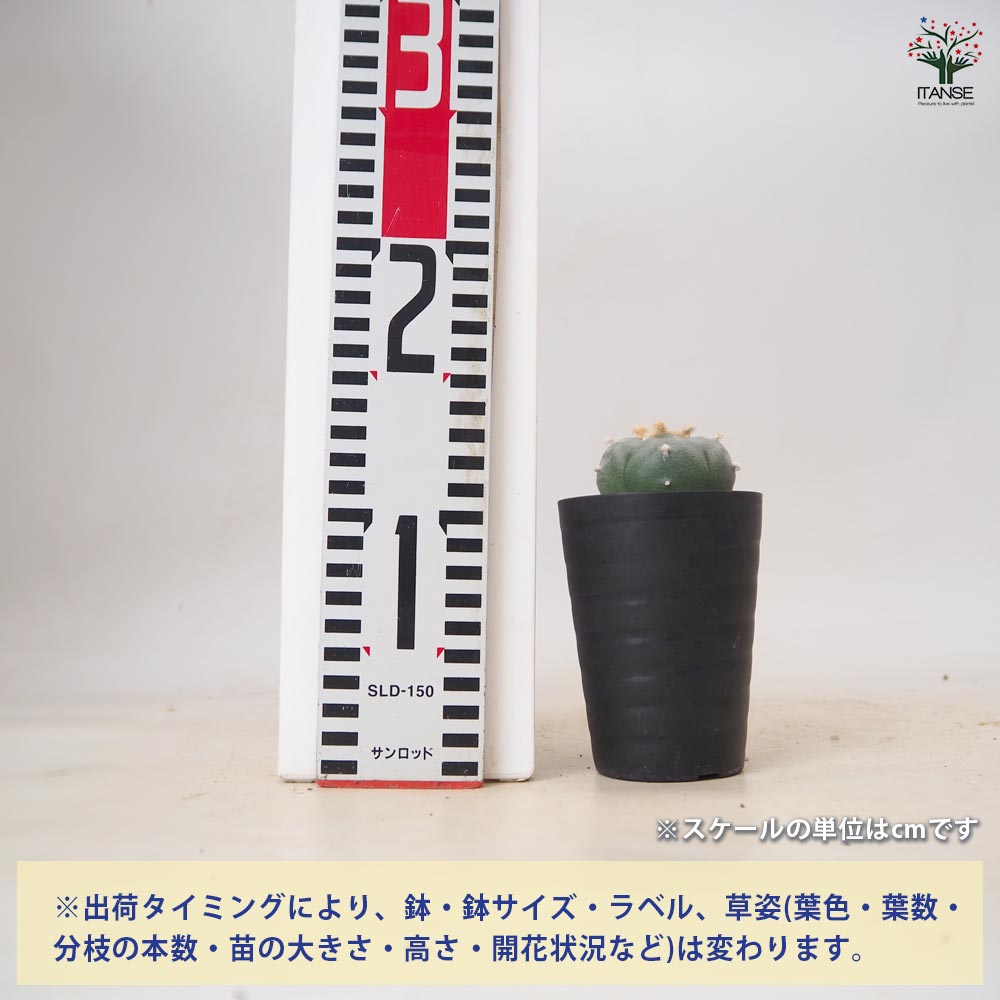 【群生美株】ロフォフォラ烏羽玉錦 国内実生 塊根植物 サボテン コーデックス サボテン ロフォフォラ 烏羽玉 【 多肉植物 3号 ／1個売り 】｜ 【植物