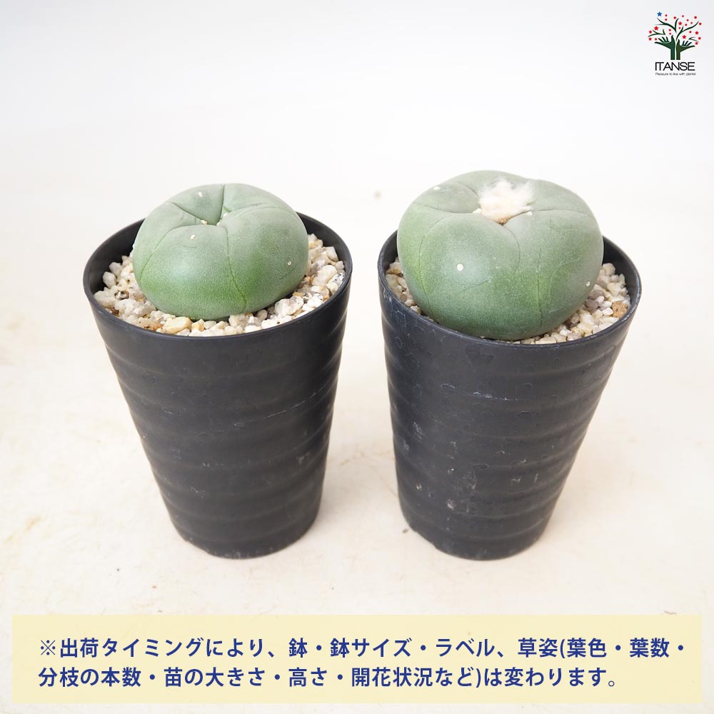 サボテン　ロホホラ　ボンボリ①翠冠玉　カキコ サボテン ロフォフォラ 翠冠玉 【 多肉植物 3号 ／1個売り 】｜ 【植物