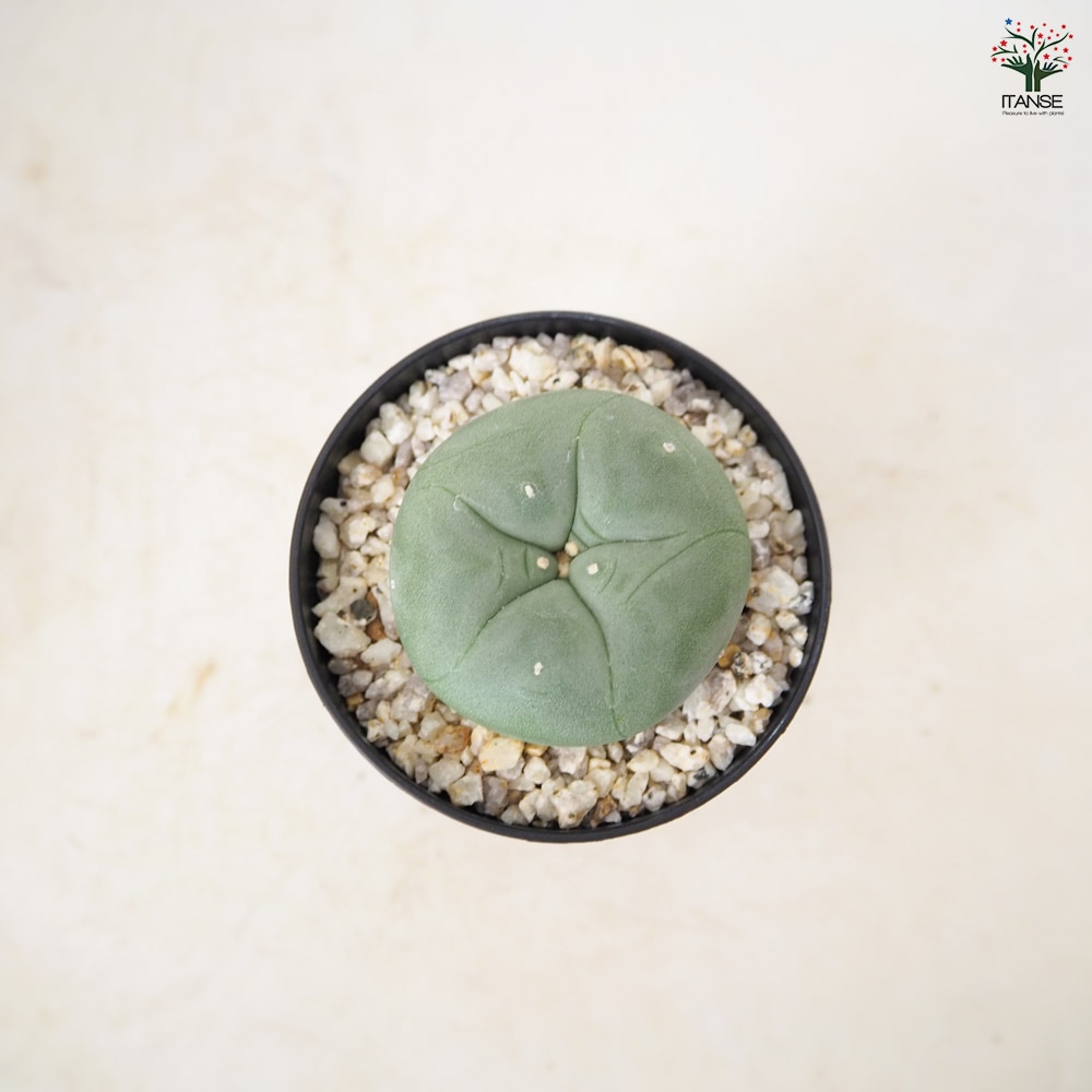 サボテン ロフォフォラ 翠冠玉 【 多肉植物 3号 ／1個売り 】｜ 【植物