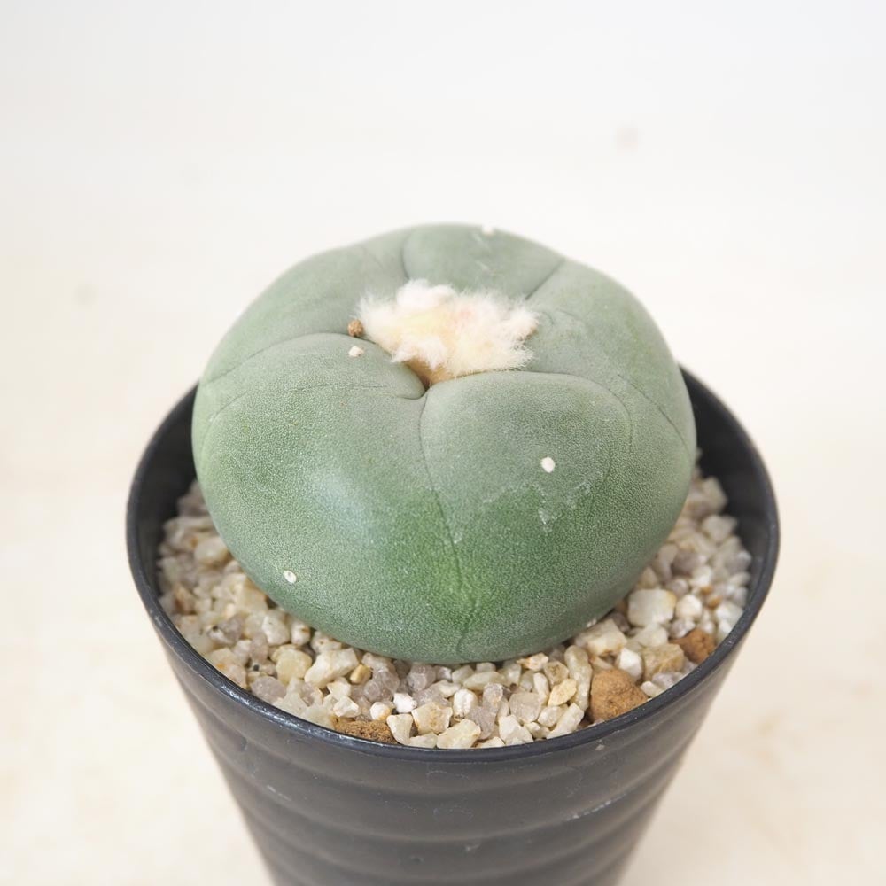 多肉植物｜【植物のITANSE】全品送料無料・即出荷!